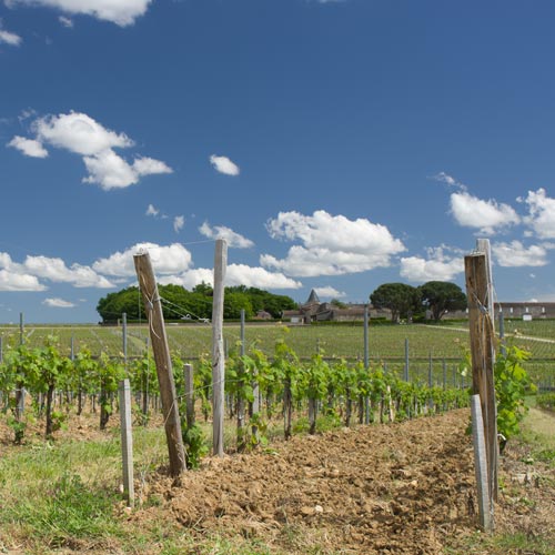 Vignoble de Saint-Emilion - Visiter le vignoble de Bordeaux