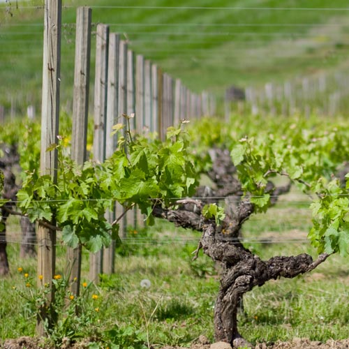 The Medoc vineyards - Visit Bordeaux by coach